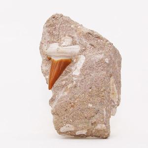 貝殻標本 ハリナガリンボウ （蓋つき） ハリナガリンボウ 貝殻 約6