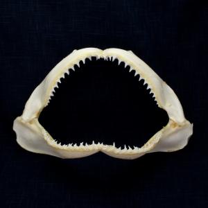 サメの顎（アオザメ）顎骨標本 マコシャーク Shortfin mako shark No