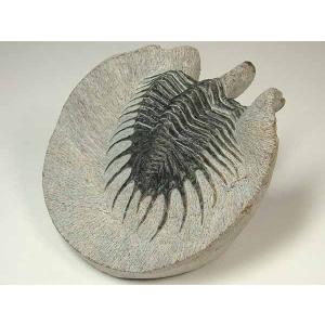 希少種☆三葉虫 アカンソピゲ 超レア！ : 化石・鉱物専門店Fossils