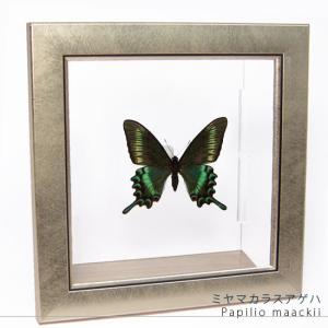 昆虫標本 蝶の標本 クジャクチョウ メタリック調ライトフレーム