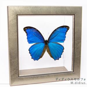 昆虫標本 蝶の標本 シボリアゲハ メタリック調ライトフレーム