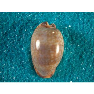 貝殻 ビードロダカラ (タカラガイ科) ビードロダカラ : 貝殻ストア