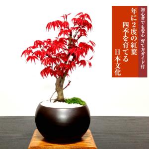 現代小鉢：平安虹泉 碗型丸鉢 12.1cm【現】*資材 : 遊恵盆栽 Yahoo