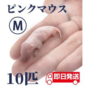 ZAZOO 国産 冷凍マウス アダルトS 15〜20g 約7.5cm 真空 個別包装