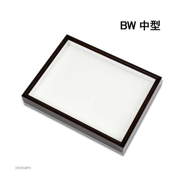 バードウィング製 ドイツ型標本箱 BW中型 （幅42．5×奥行32．5