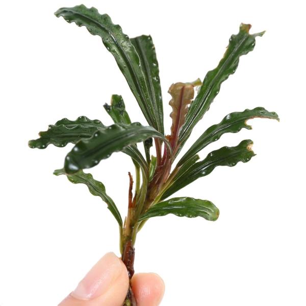 きえぴ】ブセファランドラ 3種 水上葉 タグ付き きえぴ様専用