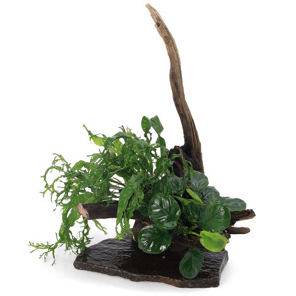 チャーム（charm） （水草）置くだけ簡単 レイアウト流木 アヌビアス