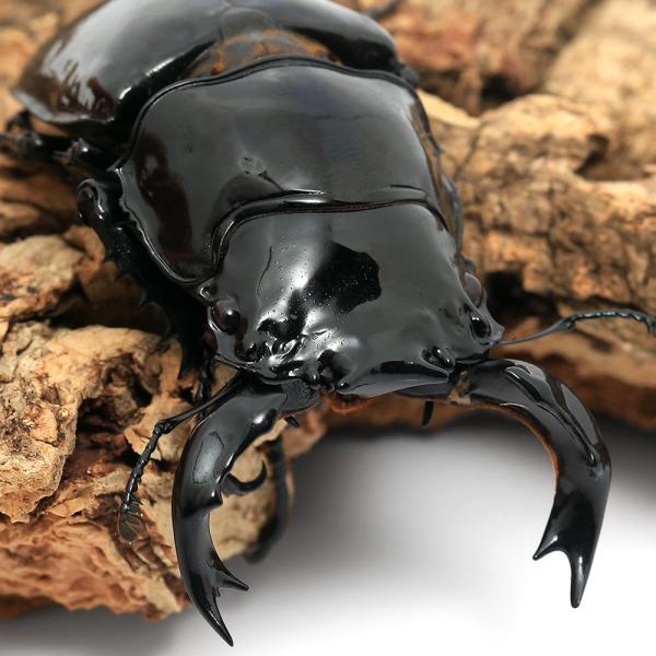 昆虫）タランドゥスオオツヤクワガタ コンゴ産 成虫 85mm（1ペア