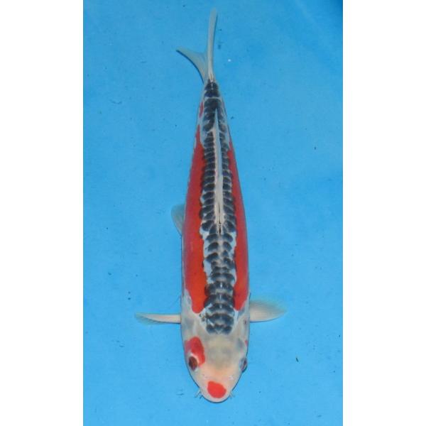 張子 錦鯉 A ツヤあり 錦鯉 Mix （LL) 5匹 21〜25cm前後 錦鯉 鯉