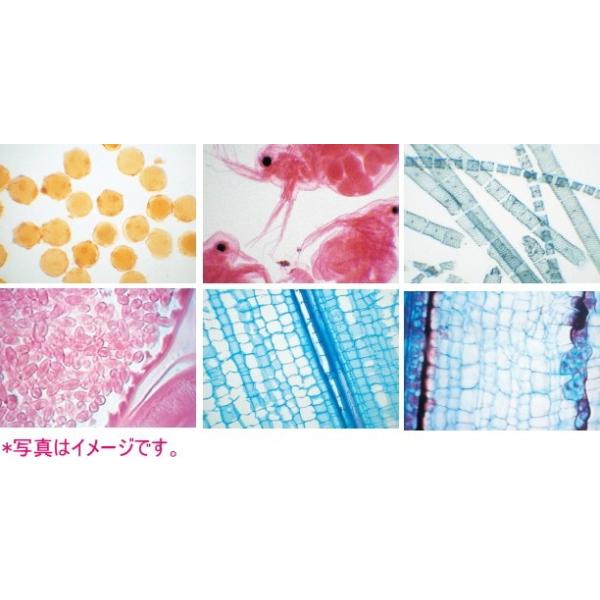 生物プレパラート：植物組織 40種（ケース入）6446300 : 学林舎 - 通販