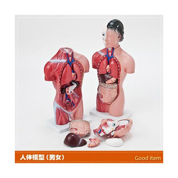 新品未使用品】人体模型 臓器 筋肉 男性 約44cm Yahoo!オークション