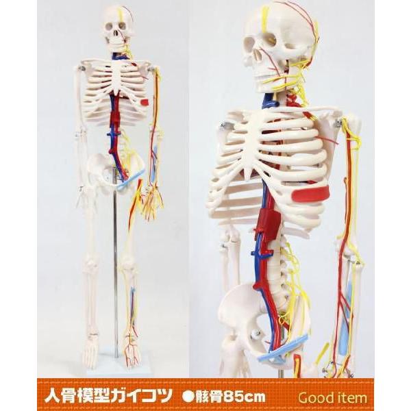 人骨模型85cm 血管＆心臓付き ガイコツ 骸骨 人体模型 JK-3885Y : 株式