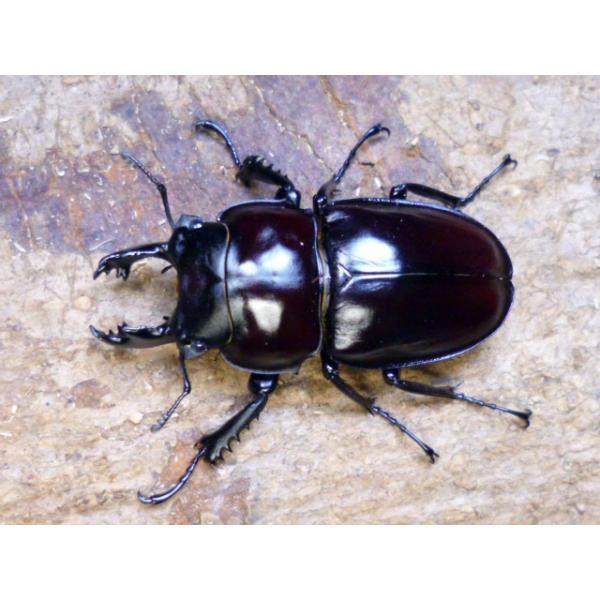 ヤエヤママルバネ 野外品 約60ミリ 西表島産 ヤエヤママルバネ 野外品