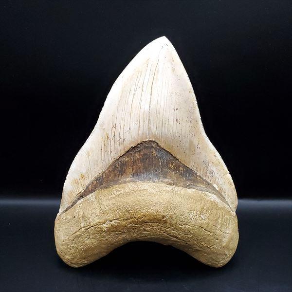極上 メガロドン 歯 化石 本物 インドネシア 136.29mm プレゼント