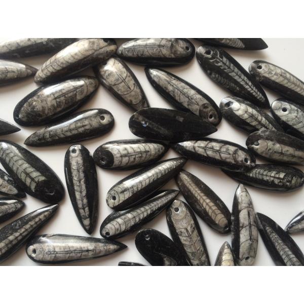 ☆ペンダントなどのアクセサリーに最適☆「直角貝」の化石 3個 : 化石