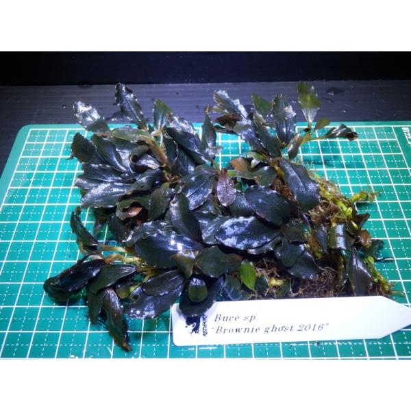 ブセファランドラ Bucephalandra sp. Brownie ghost 2016 : Fairy