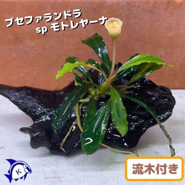 水草 ブセファランドラ SP. モトレヤーナ 1株 流木付き 約5cm〜15cm