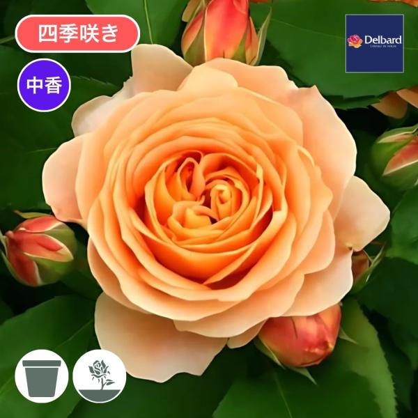 バラ苗 大苗 2026 ラ ドルチェ ヴィータ La Dolce Vita 四季咲き 国産