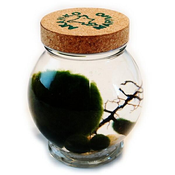 天然マリモ（外国産）のビックサイズ1個 と 養殖マリモ3個入り