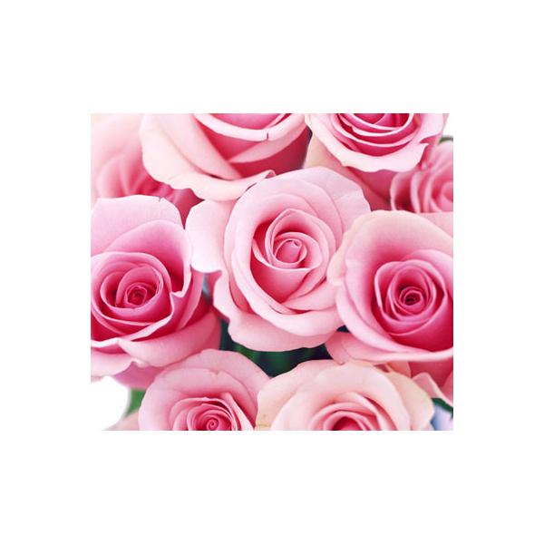 kyoto-flower_trosepink