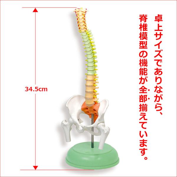 somso社製の脊柱模型 Z44 somso社製の脊柱模型 Z44 2025年最新】somso