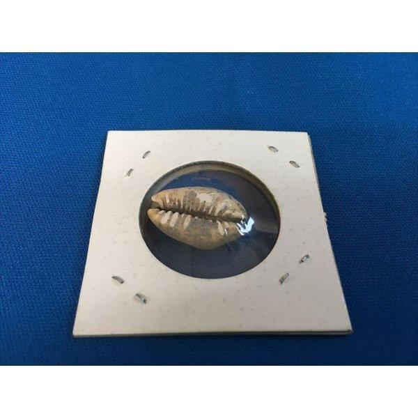 中国古代 貝のお金 貝貨 実物 : おもしろ博物館ショップ - 通販