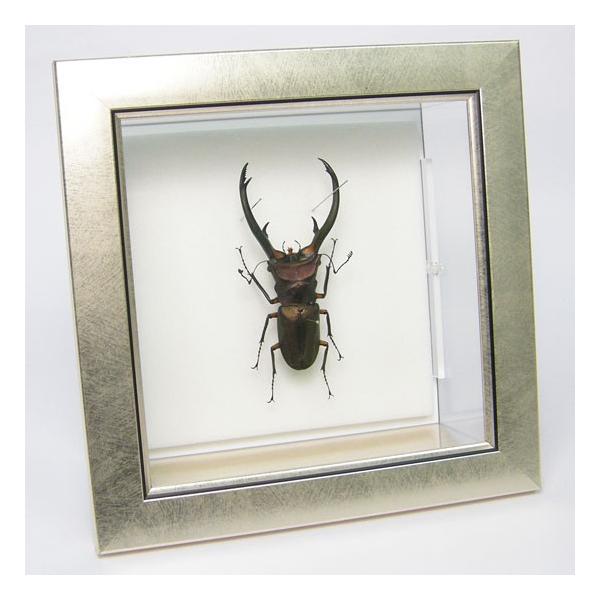 フレーム入り ボルネオ島クワガタムシ 標本 フレーム入り ボルネオ島