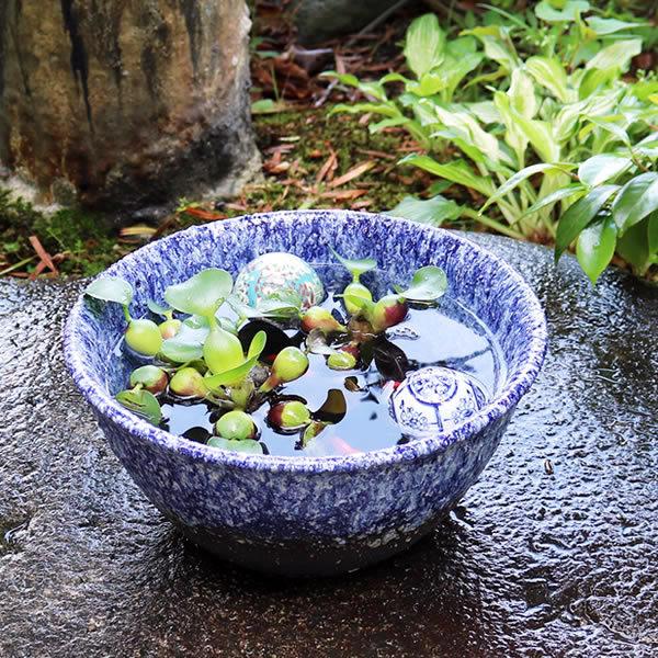 メダカ金魚鉢陶器