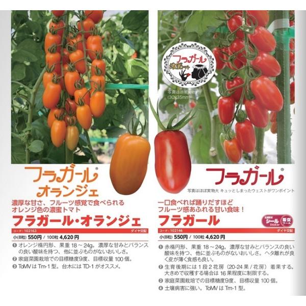 ミニトマト種子】ダイヤ交配（トキタ種苗）濃密クリスピータイプ