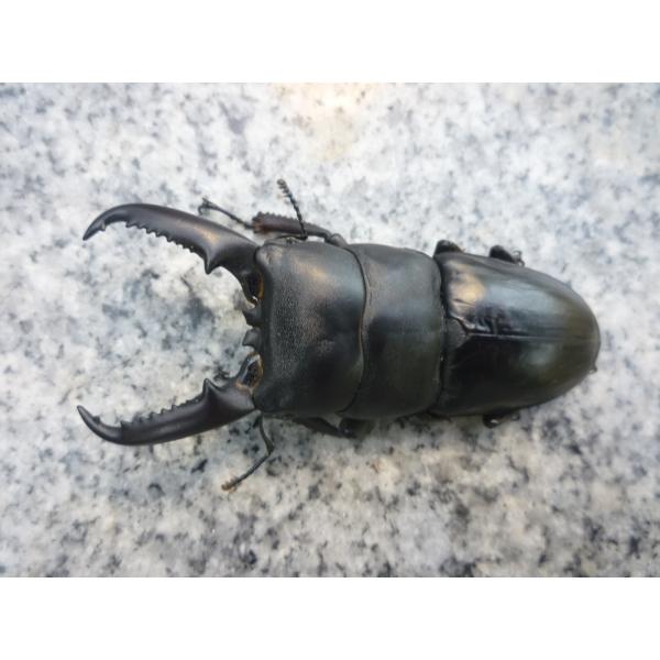 ニジイロクワガタ 美品 ニジイロクワガタ 52mm ペア》 | KPW公式