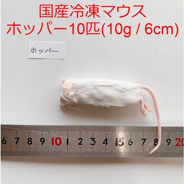 国産 冷凍マウス ホッパーマウス 10匹 冷凍餌 〜10g / 6cm ショップザ