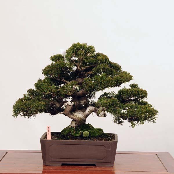 中品盆栽：特選糸魚川真柏*現品 しんぱく シンパク Shinpaku 送料無料