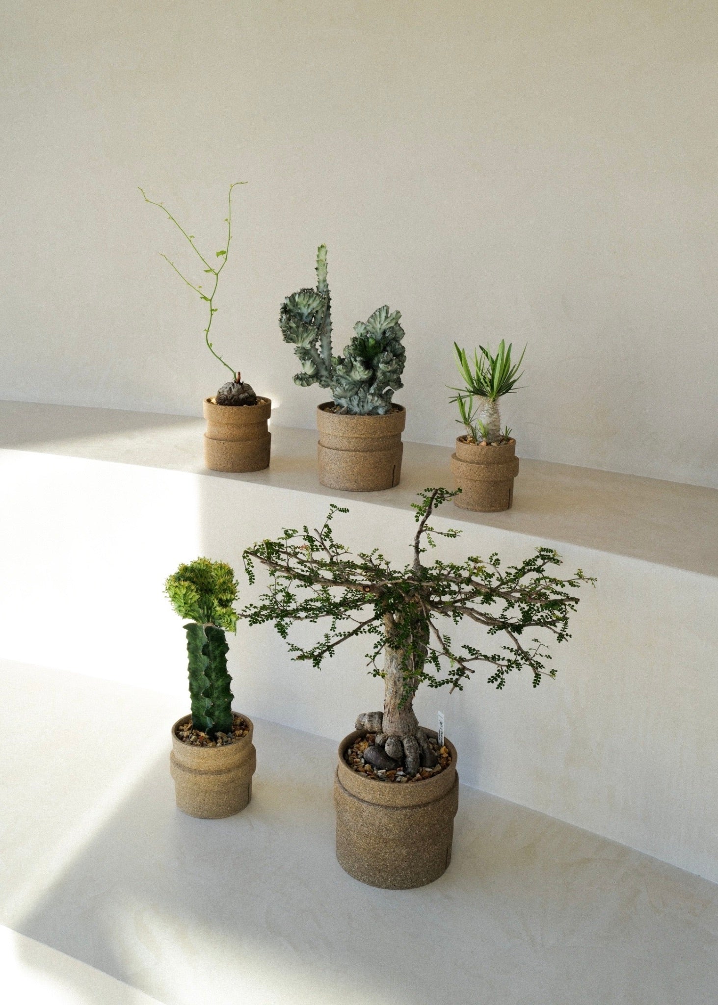 迫二郎作 金箔貼り渕ガラス鉢 オリーブグリーン 迫二郎作 金箔貼り渕