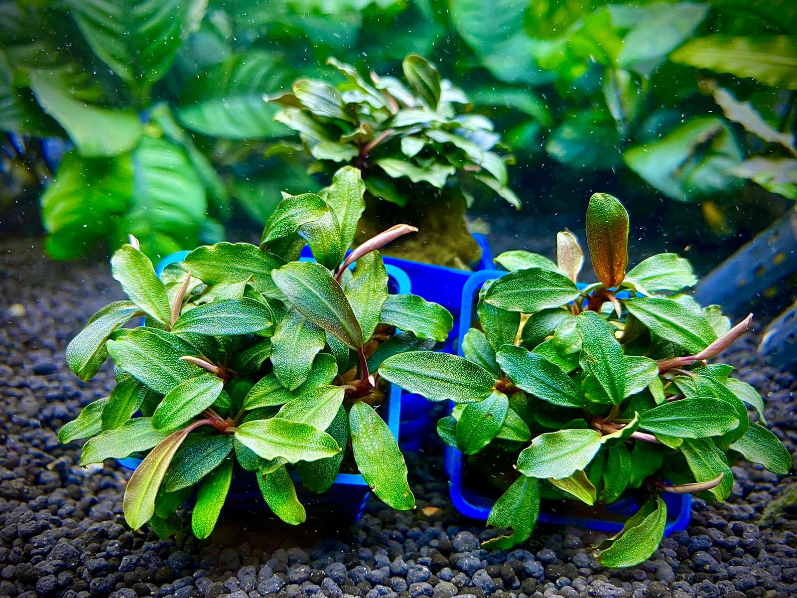 Bucephalandra sp.Ghost kalimantan 【公式通販】