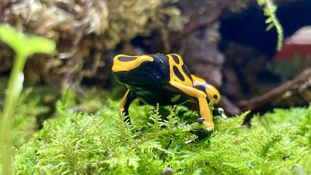 河津】体感型カエル館 KawaZoo | 伊豆ツーリズム