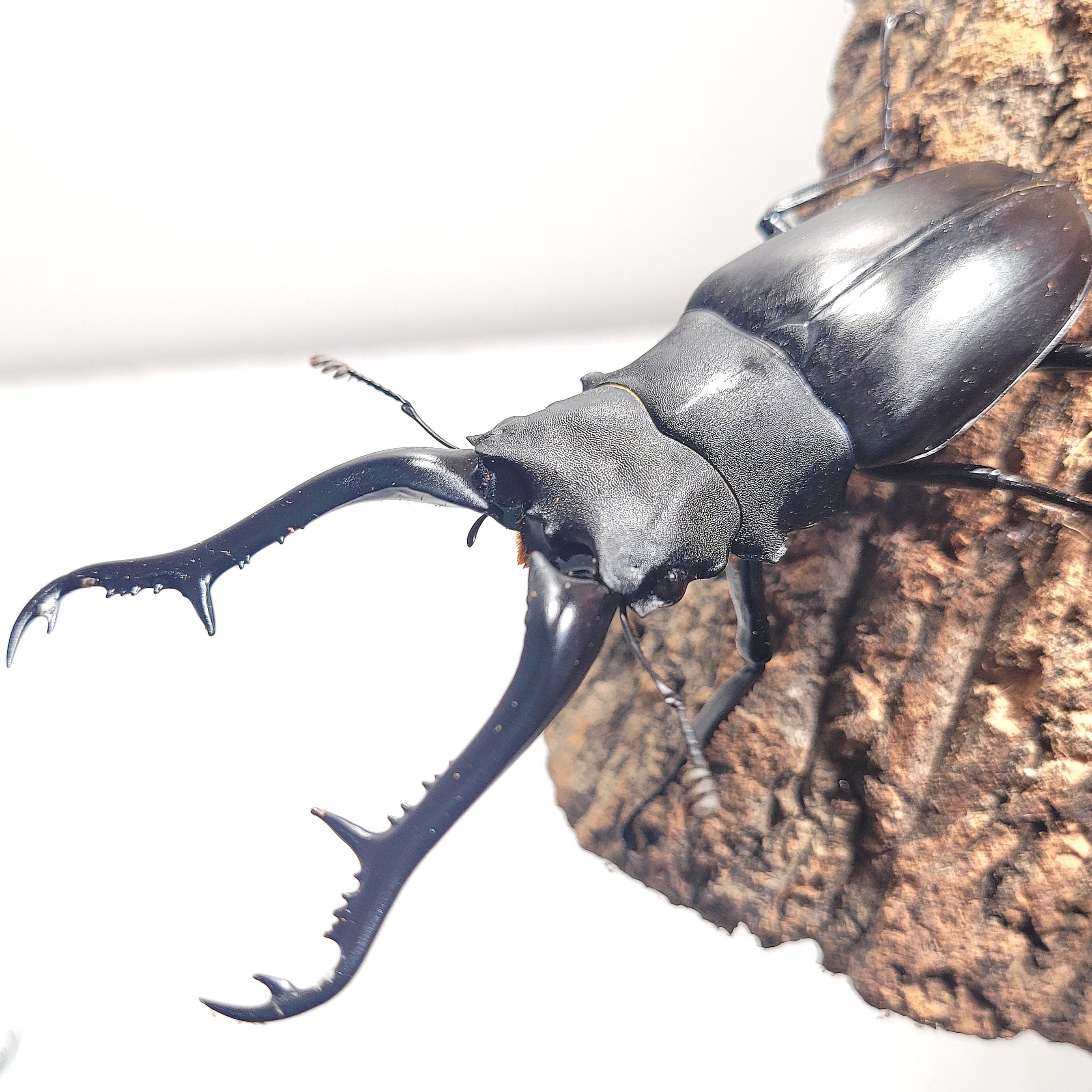 Giraffe Stag Beetle (Prosopocoilus giraffa keisukei) – James