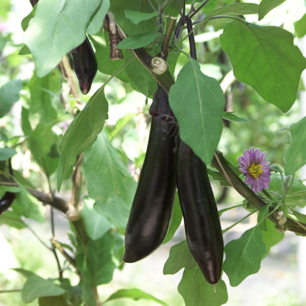 博多なす | なす | 【公式】JAふくおか八女オンライン直売所・八女屋