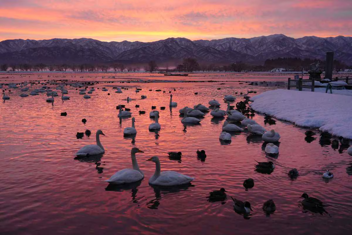 いのち輝く「白鳥の湖」 新潟・瓢湖 | JAPAN Forward