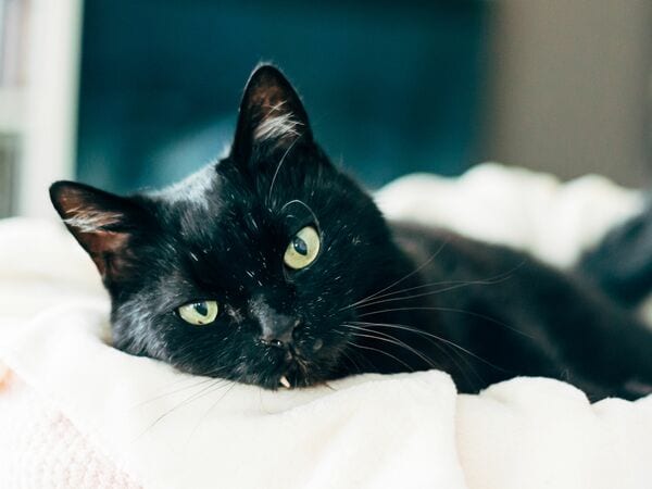 龍脈の精髄 ― 宮崎産黒水晶 「闇を封じる最強の護り」【保護猫活動支援