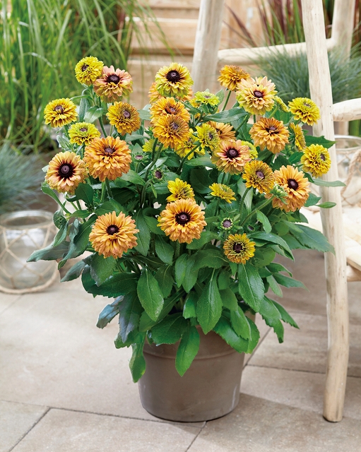 cc0e86e39c6adad67cc952572563b7