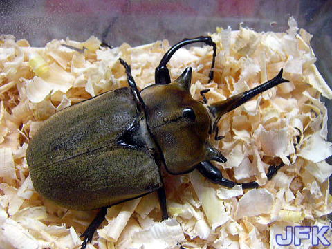 昆虫ゼリー プロゼリー1000クワガタ・カブトムシ・モモンガ・ハムスターA