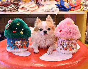 J&K Animals 限定ハロウィンワンピース 3S