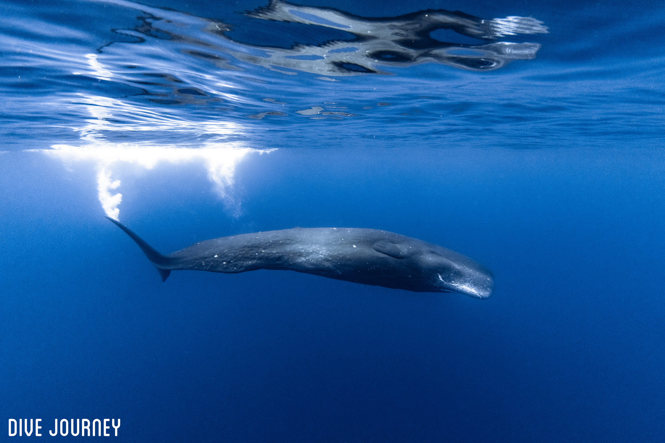 奄美大島 マッコウ＆北上ザトウを狙え – 沖縄でダイビングするなら