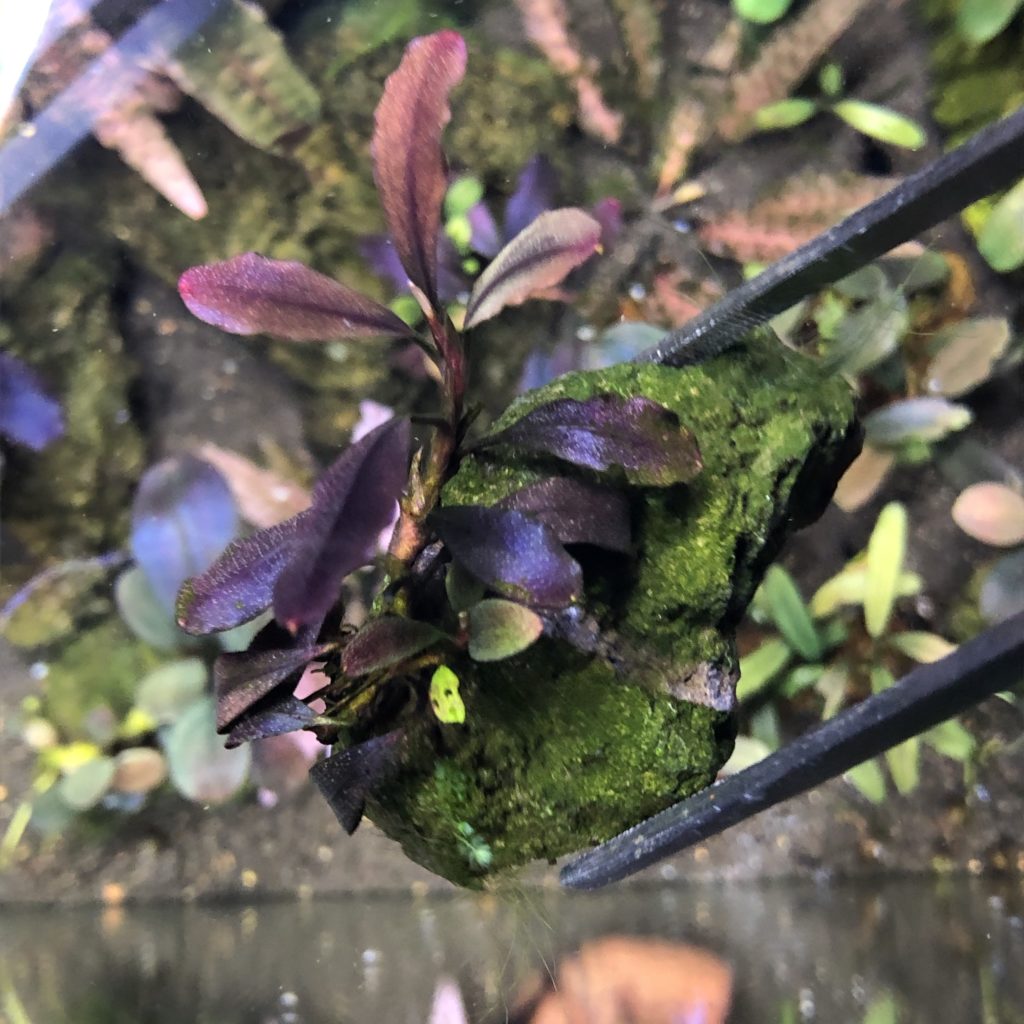 ブセファランドラspゴーストカリマンタン 群生株 大株 極美