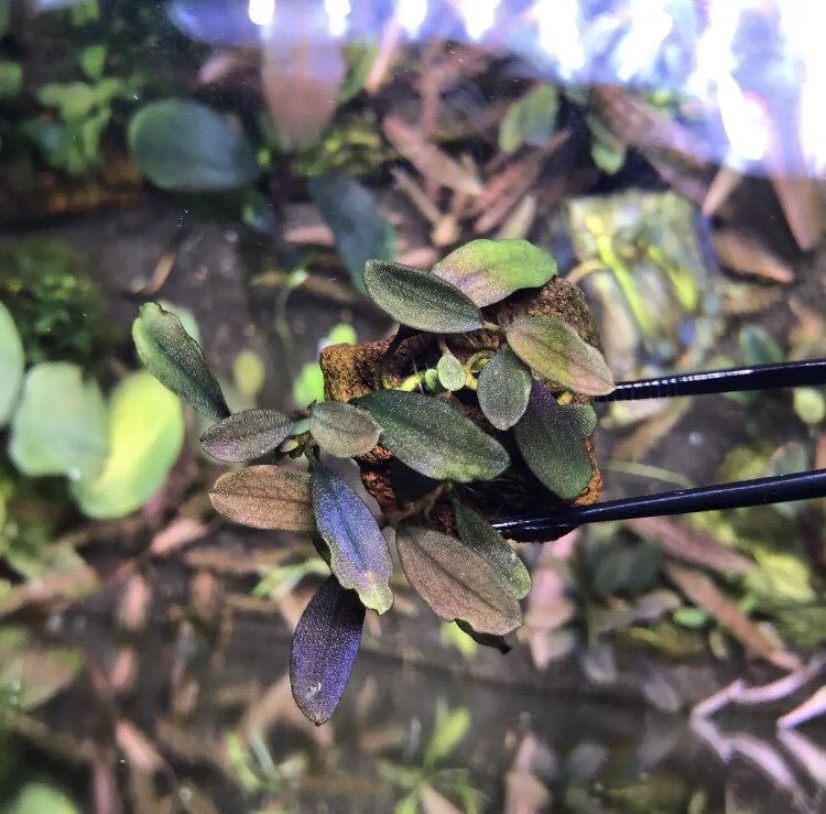 ブセファランドラ ゴーストカリマンタン 1株（プレモスおまけ