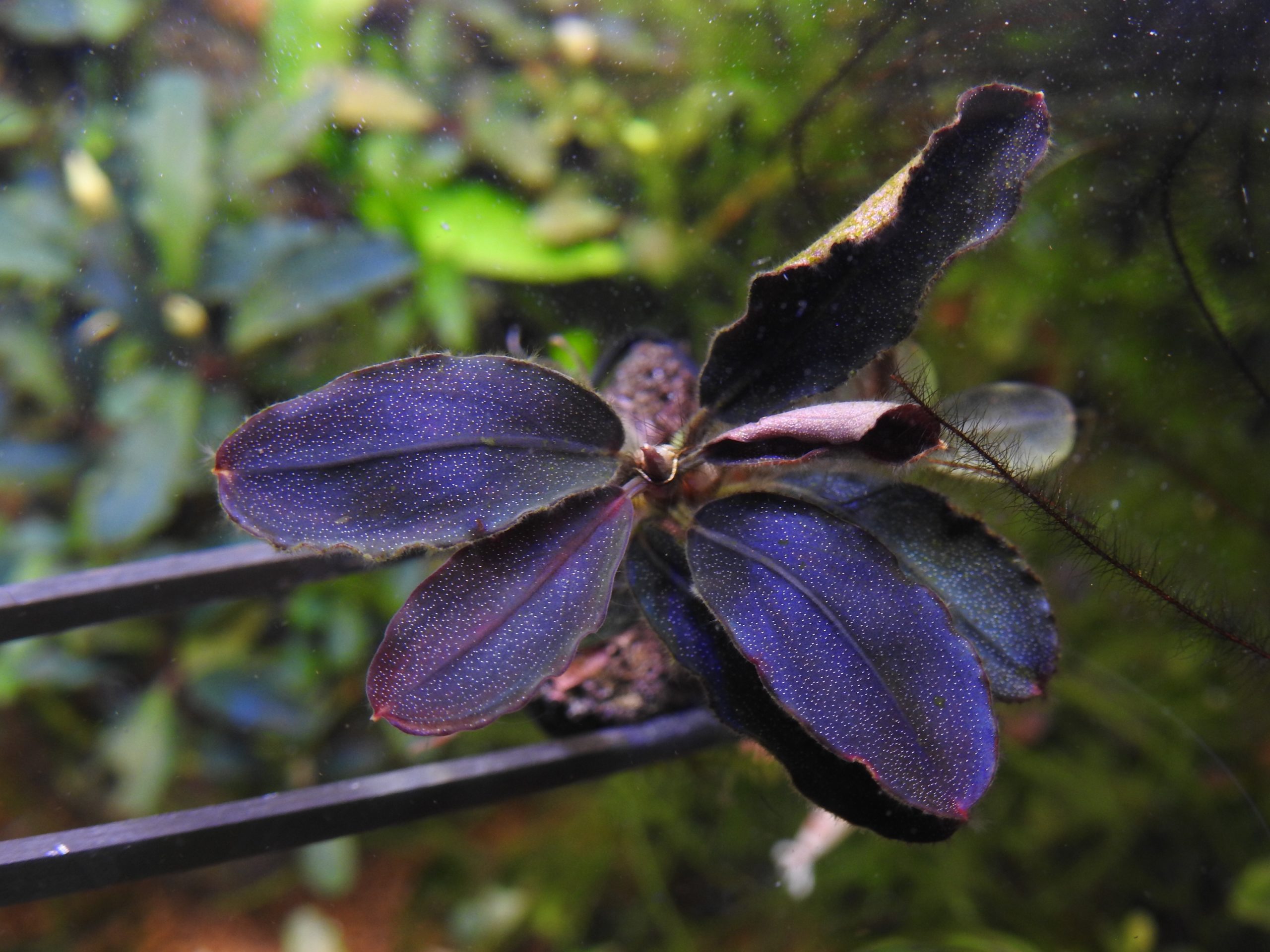 ブセファランドラ メタリック・トリコロール spクダラン様