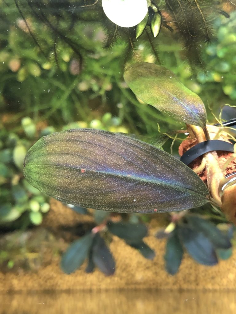 ブセファランドラ sp.レインボーシャイン❣️Bucephalandra sp.Rainbow
