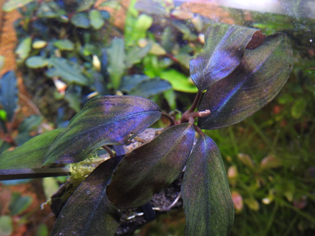 ブセファランドラ sp.レインボーシャイン❣️Bucephalandra sp.Rainbow