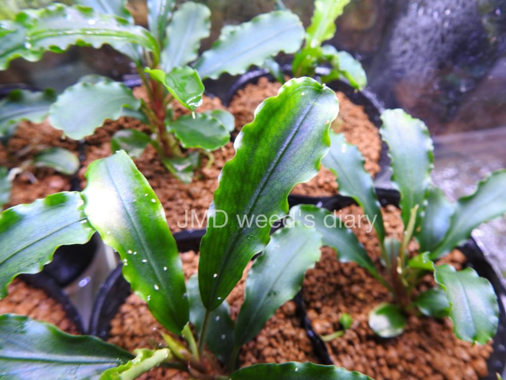 緑系ブセの定番種🦖Bucephalandra sp.Green Velvet🌱ブセファランドラ