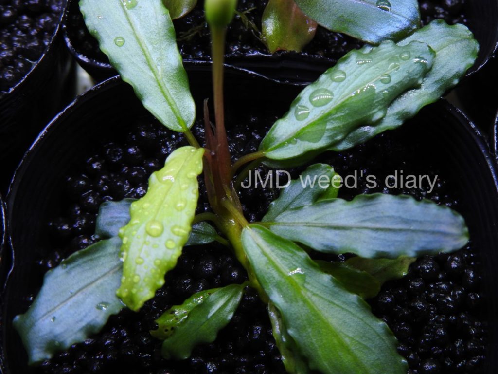 ブセファランドラsp.オーロラ❣️Bucephalandra sp.aurora KN便 銀葉の